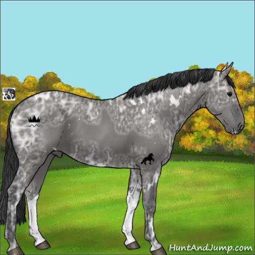 Horse Color:White Spotted Grullo Ice 