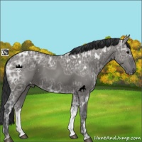 Horse Color:White Spotted Grullo Ice 