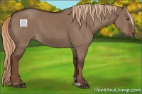 Horse Color:Liver Red Dun 