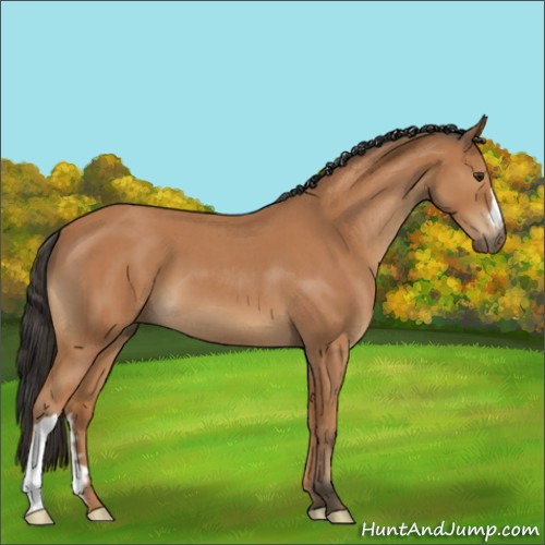 Horse Color:Bay Roan 