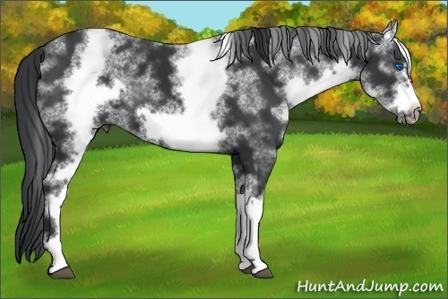 Horse Color:White Spotted Black Frame 