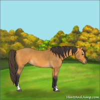 Horse Color:Buckskin Sabino 