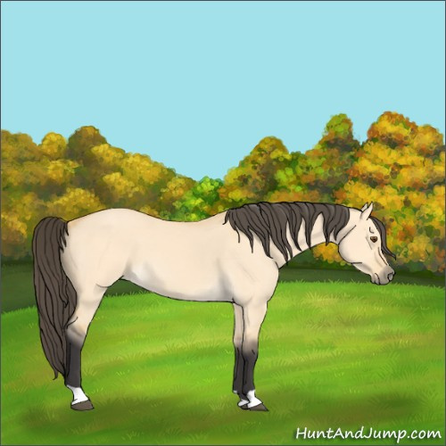 Horse Color:Buckskin Dun 