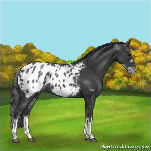 Horse Color:White Spotted Blue Roan Splash Frame Appaloosa