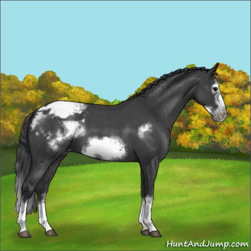 Horse Color:Blue Roan Sabino Splash Frame Varnish