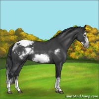 Horse Color:Blue Roan Sabino Splash Frame Varnish 