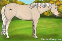 Horse Color:Cremello 