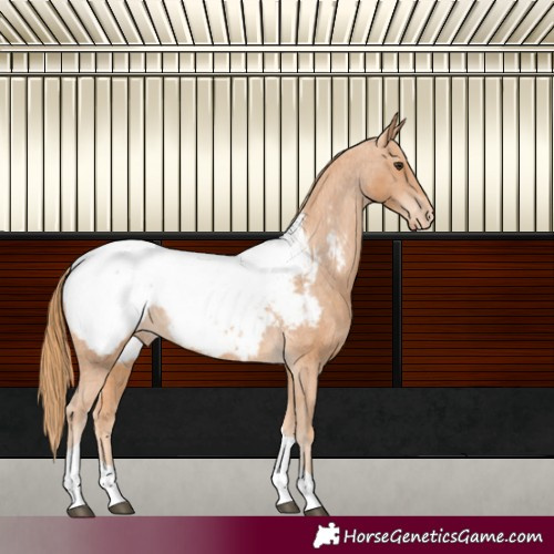 Horse Color:Chestnut Tobiano Appaloosa 