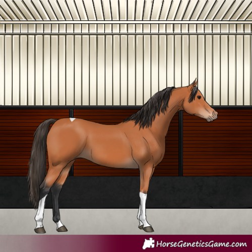 Horse Color:Bay Tobiano 