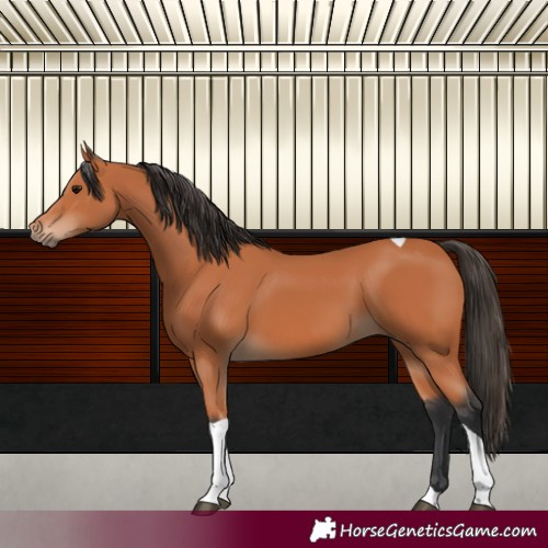 Horse Color:Bay Tobiano 