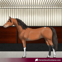 Horse Color:Bay Tobiano 