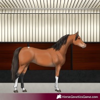 Horse Color:Bay Tobiano