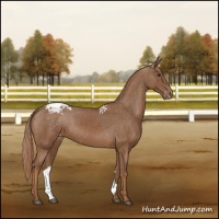 Horse Color:Chestnut Appaloosa 