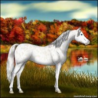 Horse Color:Cremello Splash Near Leopard