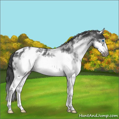 Horse Color:White Spotted Blue Roan Splash Frame Appaloosa 