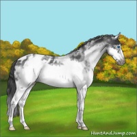 Horse Color:White Spotted Blue Roan Splash Frame Appaloosa 