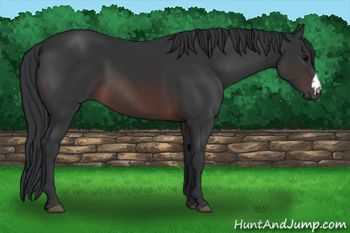 Horse Color:Brown 