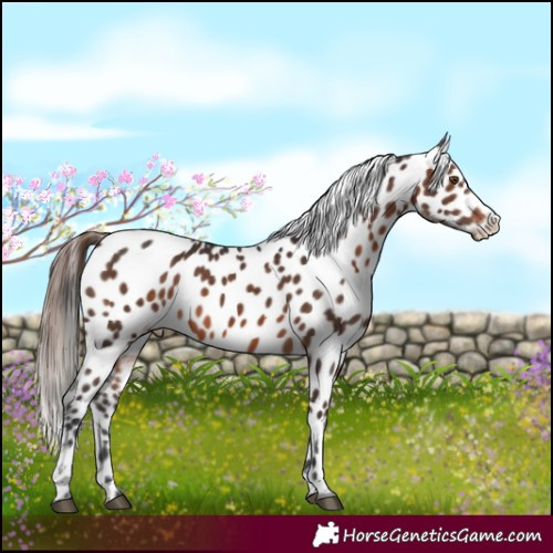 Horse Color:White Spotted Brown Appaloosa 