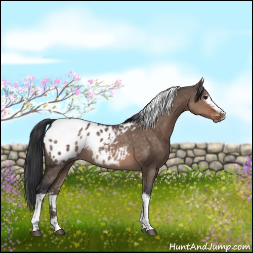 Horse Color:White Spotted Brown Dun Tobiano Appaloosa Rabicano