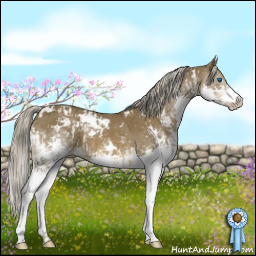 Horse Color:White Spotted Chocolate Palomino Splash  and White Spotted Chocolate Palomino Splash 
