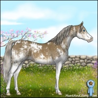 Horse Color:White Spotted Chocolate Palomino Splash  and White Spotted Chocolate Palomino Splash 