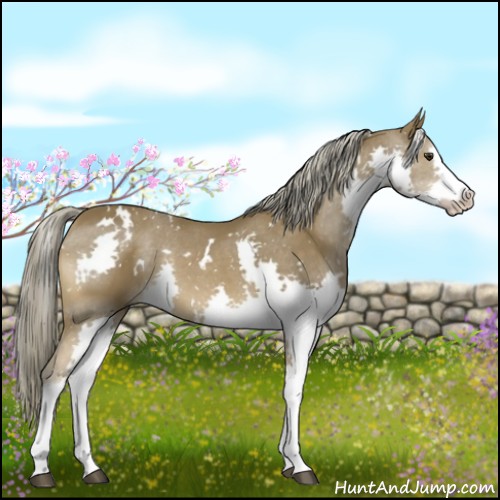 Horse Color:White Spotted Chocolate Palomino Splash Tobiano 