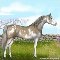 Horse Color:White Spotted Chocolate Palomino Splash Tobiano 
