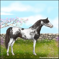 Horse Color:Liver Chestnut Tobiano 