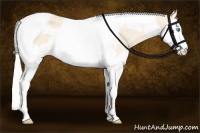 Horse Color:Cremello Splash Tobiano  and Cremello Splash Tobiano 