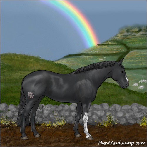 Horse Color:Black and Black
