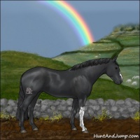 Horse Color:Black and Black