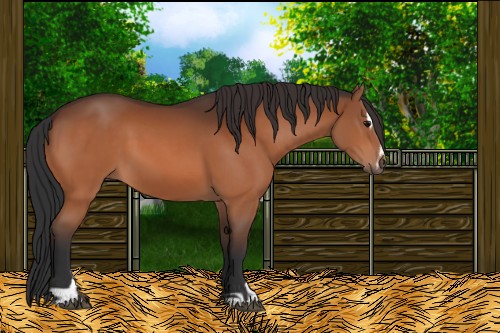 Horse Color:Bay Sabino 
