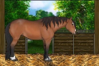 Horse Color:Bay Sabino