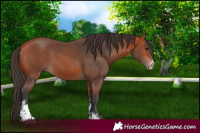 Horse Color:Bay Sabino