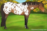 Horse Color:Buckskin Roan Appaloosa