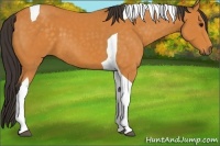 Horse Color:Buckskin Tobiano 