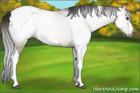 Horse Color:Gray Buckskin Tobiano Appaloosa 