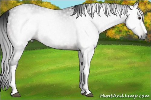 Horse Color:Gray Bay 