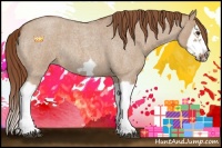 Horse Color:Red Dun Roan Splash Frame Rabicano 