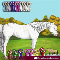 Horse Color:White Spotted Buckskin Dun Sabino