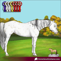 Horse Color:White Spotted Buckskin Dun Sabino 