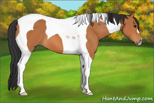 Horse Color:Bay Tobiano 