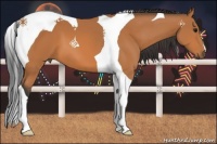 Horse Color:Bay Tobiano 