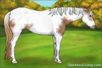 Horse Color:Chestnut Tobiano Frame Rabicano 