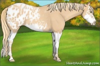 Horse Color:Gold Champagne Splash Appaloosa 