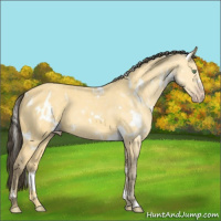 Horse Color:White Spotted Amber Cream Champagne