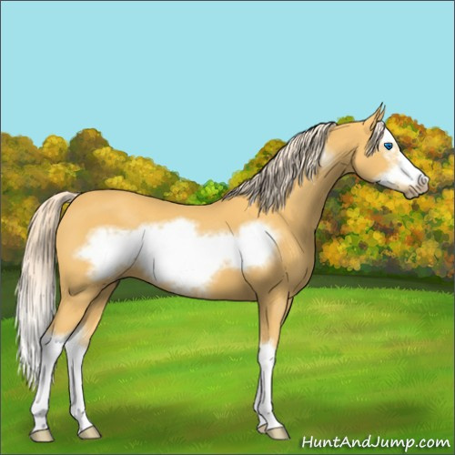 Horse Color:Palomino Sabino Splash Frame