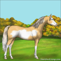Horse Color:Palomino Sabino Splash Frame 