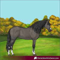 Horse Color:Grullo 