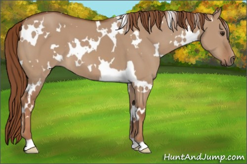 Horse Color:White Spotted Red Dun 